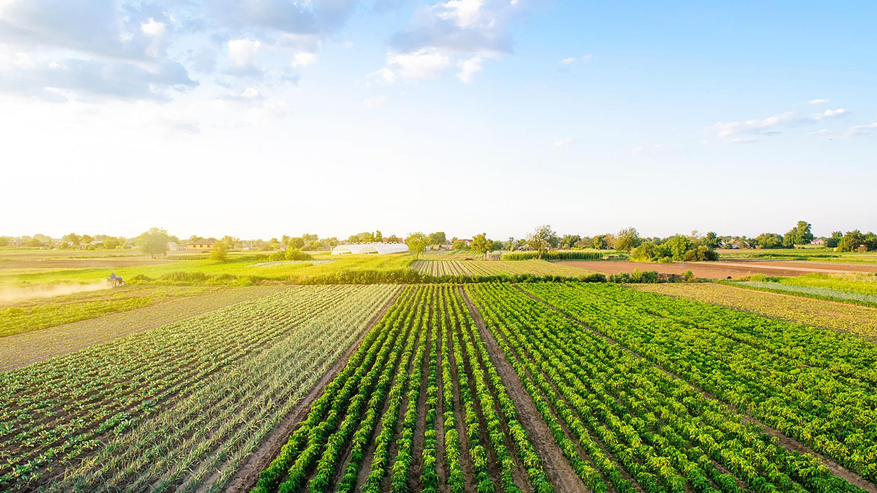 Agricultural land for sale and rent in Nellore